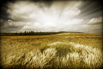Image showing Wheaten field