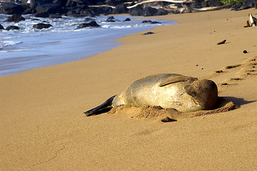 Image showing sleeping monk seal