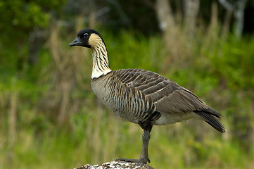 Image showing nene goose