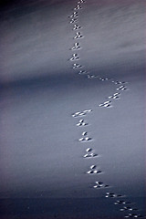 Image showing snowshoe rabbit track