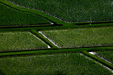 Image showing taro fields