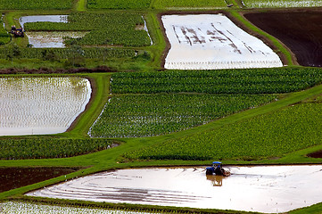 Image showing working taro fields