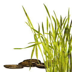 Image showing fresh grass and stones