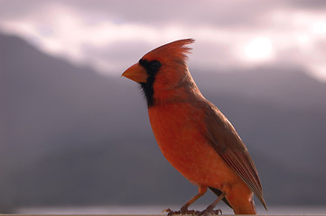 Image showing small red cardinal