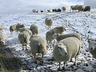 Image showing sheep in the snow