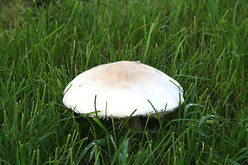 Image showing Mushroom