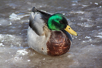 Image showing Male mallard