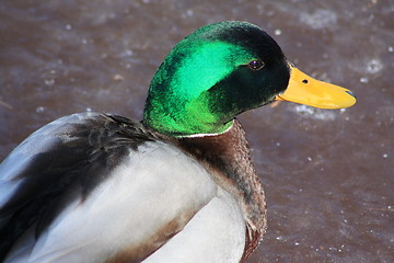 Image showing Male mallard