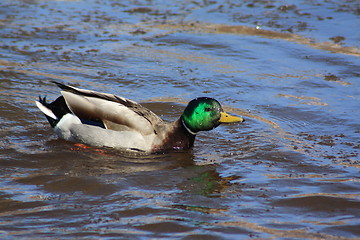 Image showing Male mallard