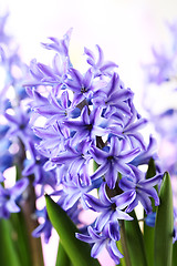 Image showing hyacinth