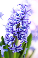 Image showing hyacinth