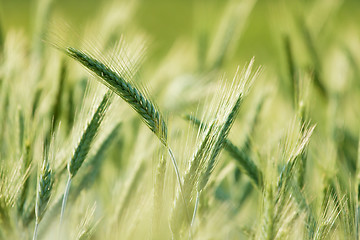 Image showing Wheat