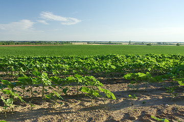 Image showing Agriculture