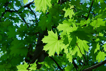 Image showing Leaves