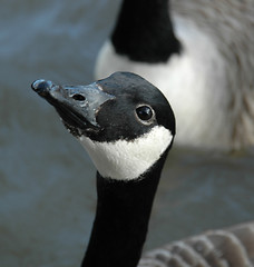 Image showing Gandering Goose