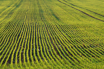 Image showing Agriculture