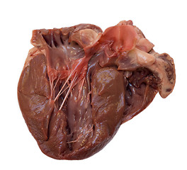 Image showing Swine heart