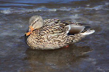 Image showing Female mallard duck