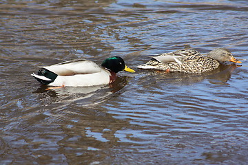 Image showing Male and female mallard ducks
