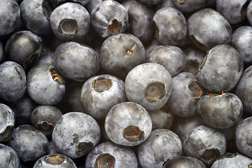 Image showing Blueberries