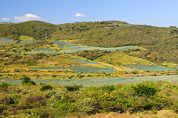 Image showing Agave cactus field landscape in Mexico