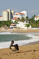 Image showing Pelican on beach in Mexico