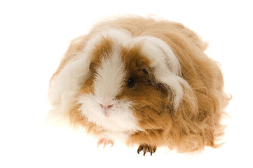 Image showing guinea pig isolated on the white background