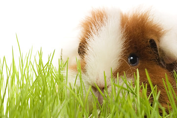 Image showing guinea pig isolated on the white background