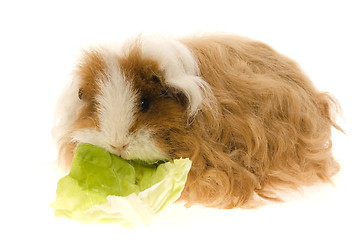 Image showing guinea pig isolated on the white background