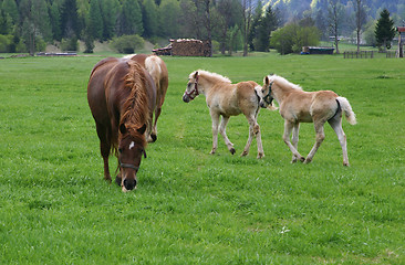 Image showing foals