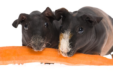 Image showing skinny guinea pigs