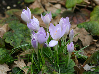 Image showing crocuses