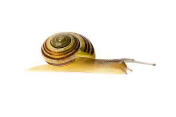 Image showing snail