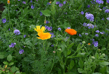 Image showing flowers