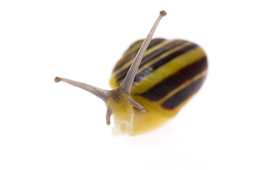 Image showing snail