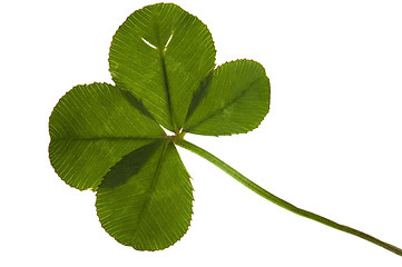 Image showing Four Leaf Clover isolated on the white background