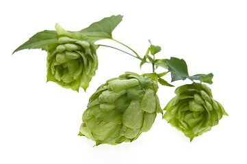 Image showing Detail of hop cone and leaves