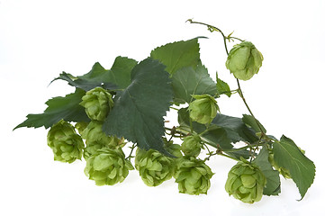 Image showing Detail of hop cone and leaves