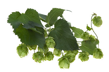 Image showing Detail of hop cone and leaves