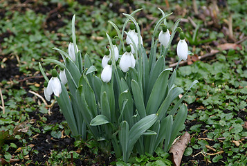 Image showing galanthus