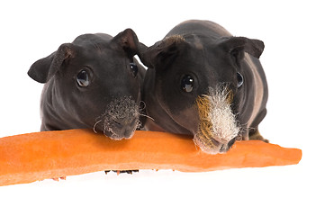 Image showing skinny guinea pigs