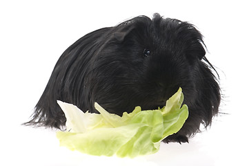 Image showing guinea pig isolated on the white background