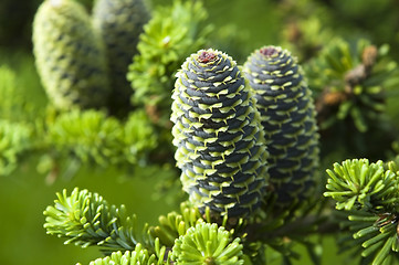 Image showing pine branch with cone