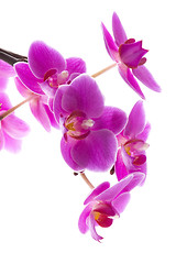 Image showing orchid