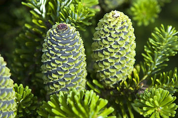 Image showing pine branch with cone