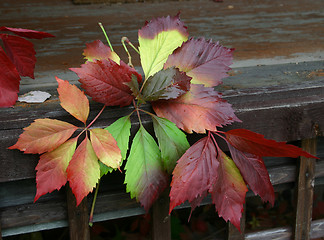 Image showing leafs