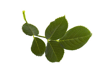 Image showing rose leaf