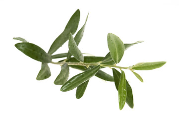 Image showing Olive branch