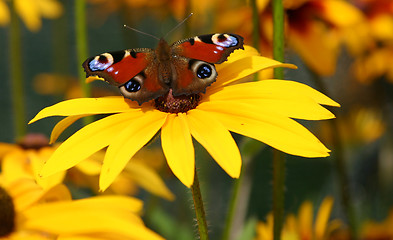 Image showing butterfly