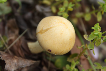 Image showing Single yellow mushroom